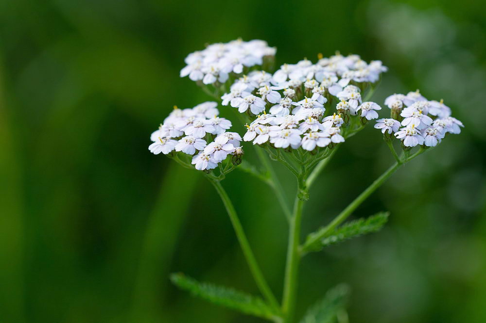 Common yarrow