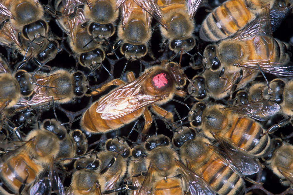 včelí královna je krmena mateří kašičkou