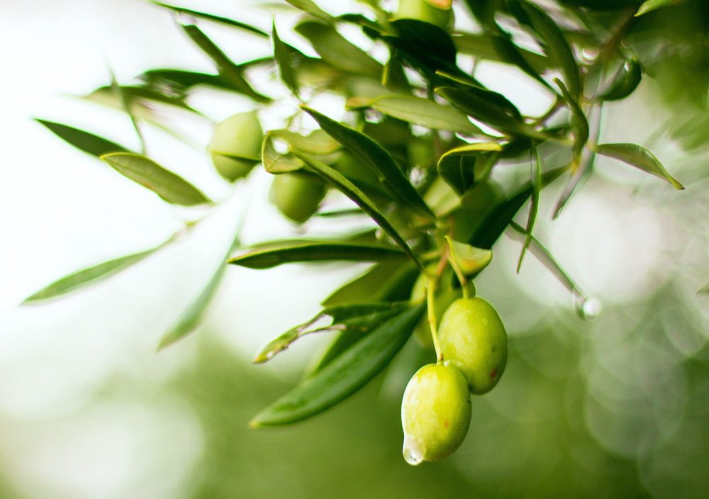 Olivový olej v kosmetice, olivy