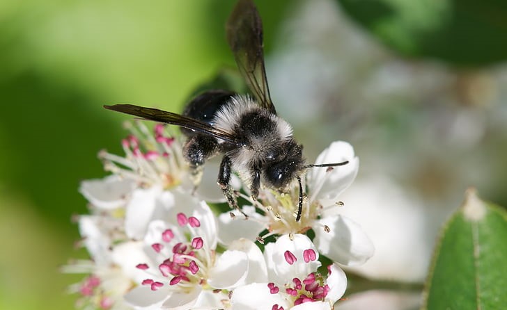 důležití opylovači, divoká včela, pískorypka popelavá
