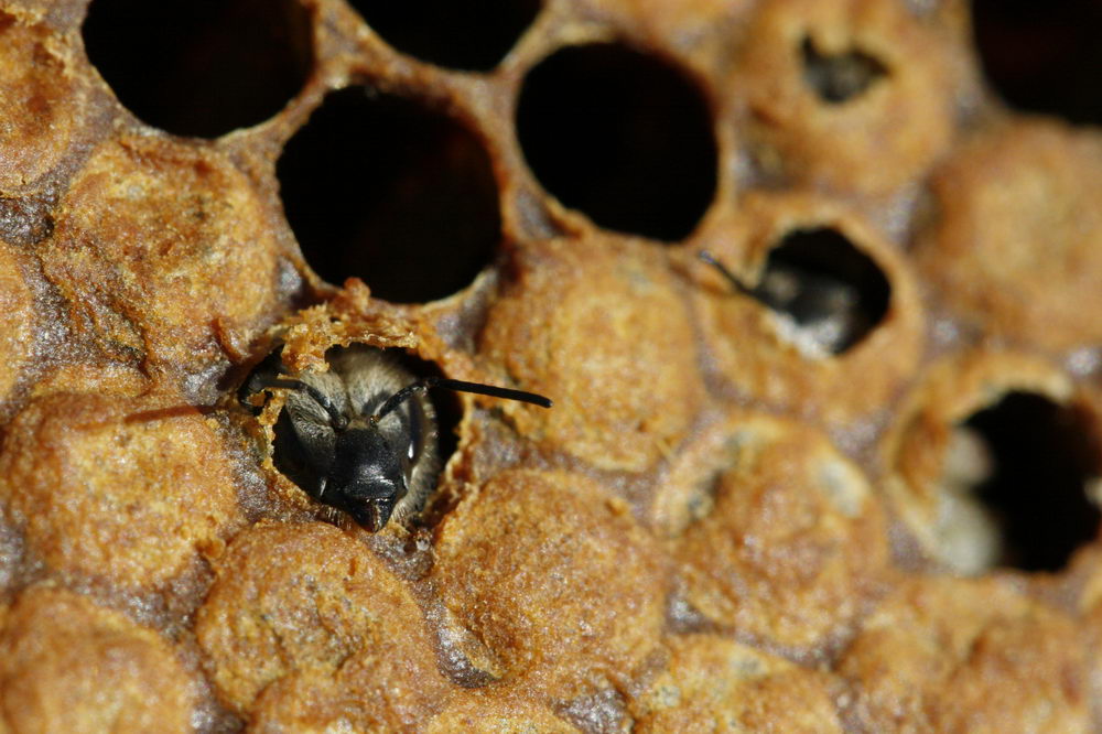 líhnutí včely medonosné
