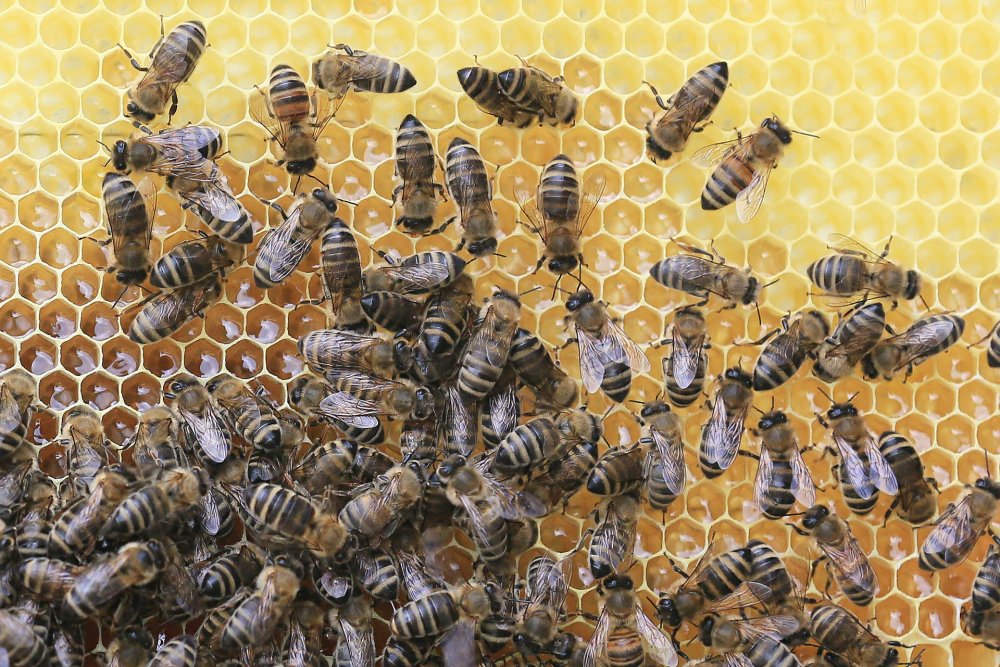 pracující včelí dělnice na medovém plástu