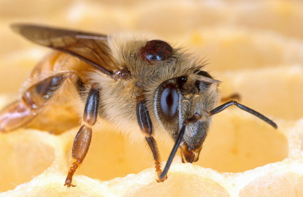 včela napadená kleštíkem včelím