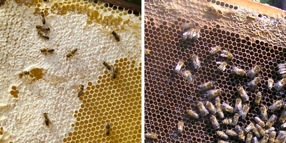 Využití včelích voskových plástů
