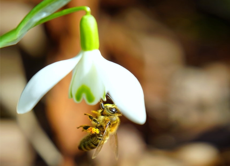 včely v únoru, včela a sněženka