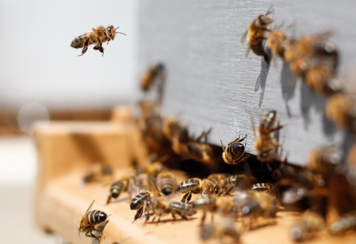 Dárková sada Pro každou příležitost, medová pálenka, včelí záření