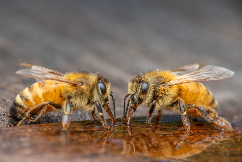 pijící včely