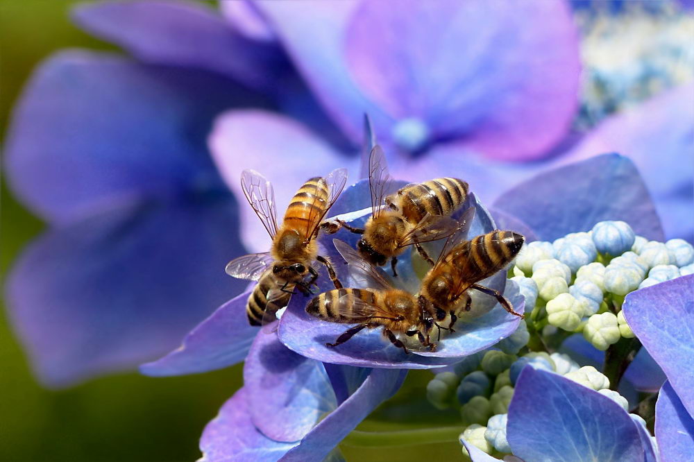 nedostatek pastvy pro včely