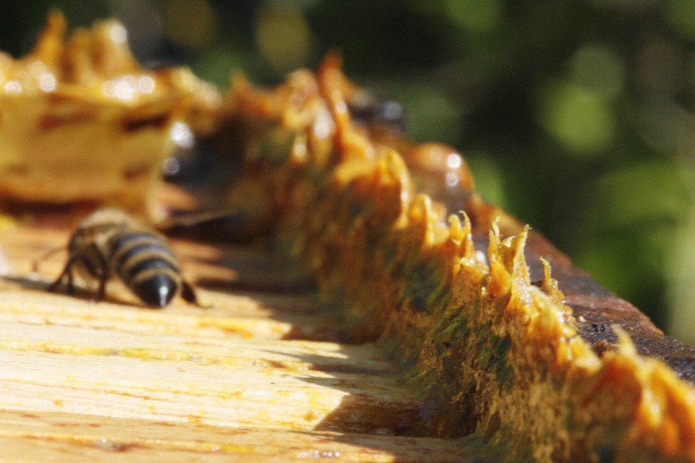 Propolis surový, Pleva