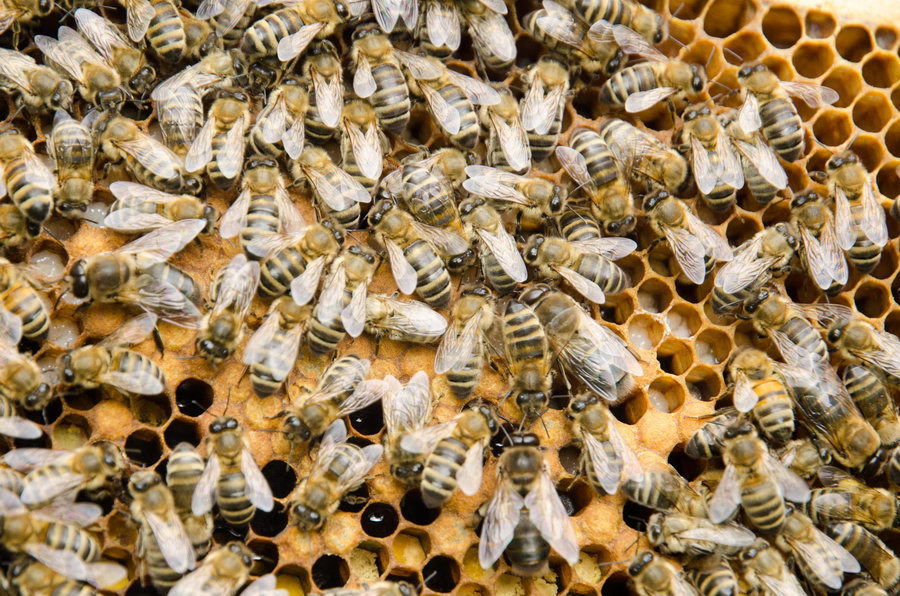 včely na plodovém plástu