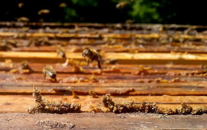 účinky propolisu na viry, covid a propolis