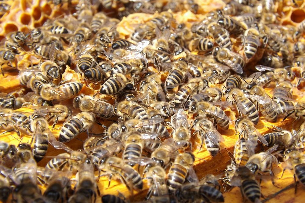 jak pracují včely v úlu