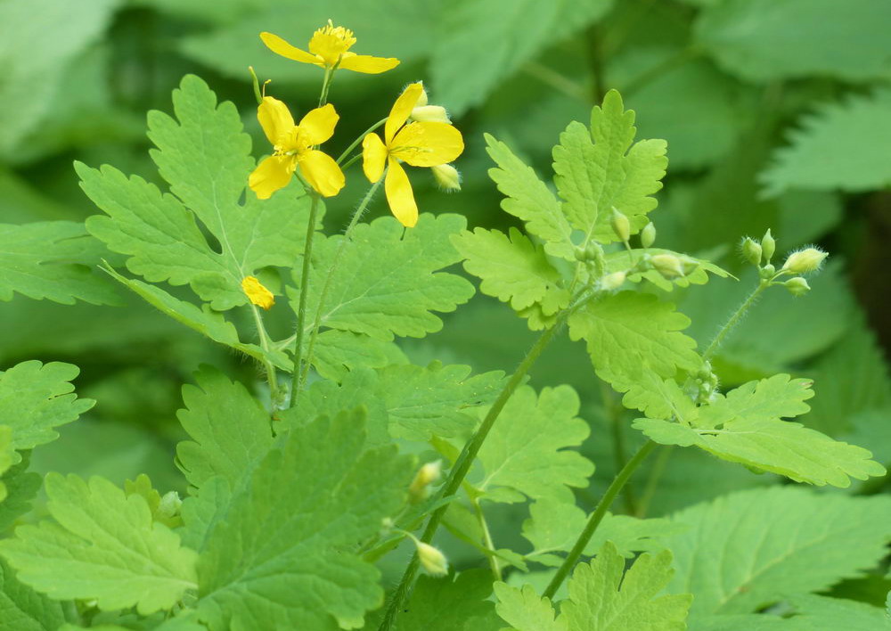 Greater celandine