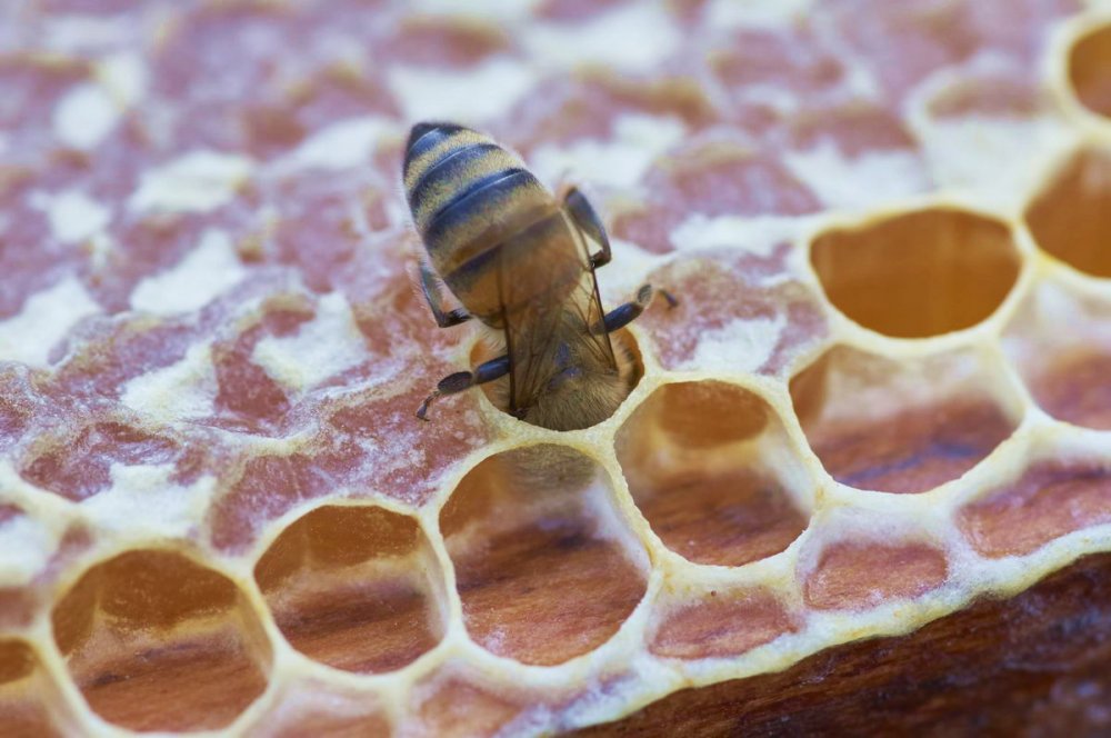 Jak včely vyrábí med, včela na plástu, pleva