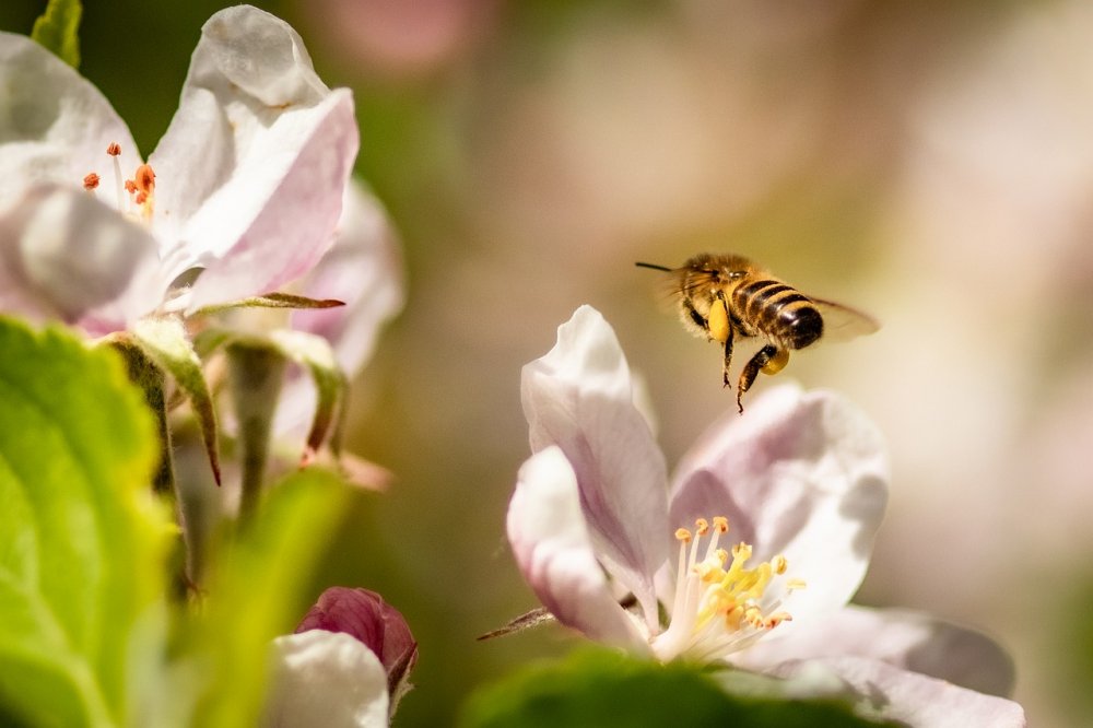 včela letící na jabloňový květ