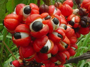 guarana, recepty, pleva