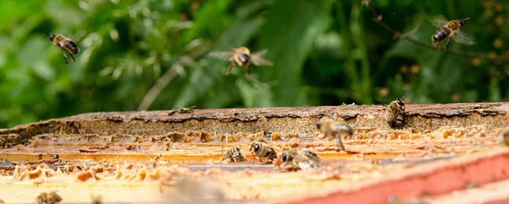 propolis, včelí produkt, pleva