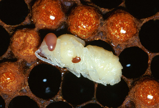 včelí larva napadená kleštíkem včelím, varoóza
