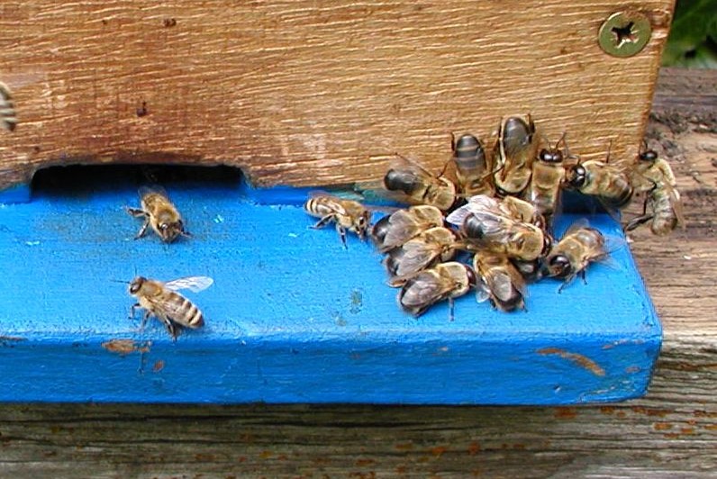 vyhánění trubců z úlu