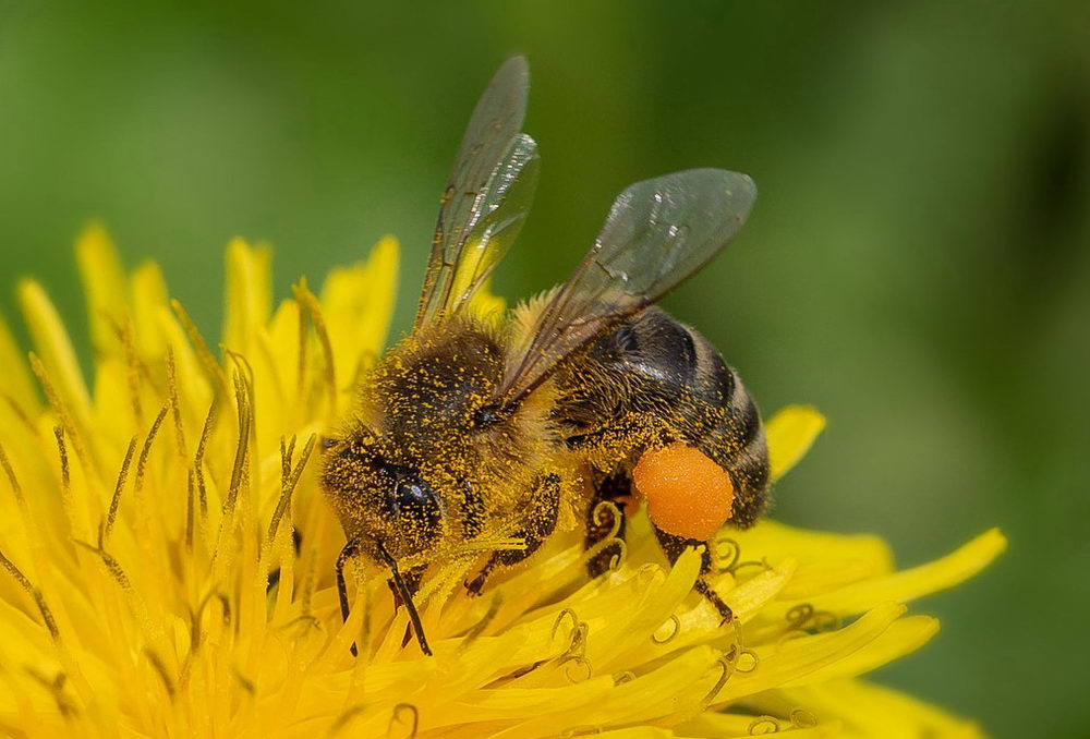 Včela s pylovými rousky