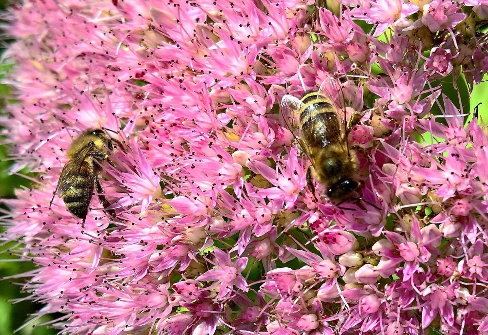 včely na rozchodníku, přírodní kvetoucí zahrada