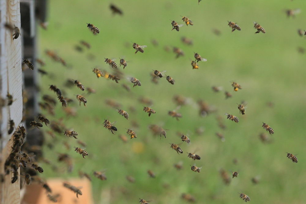 Včely dělnice - létavky vracející se do úlu