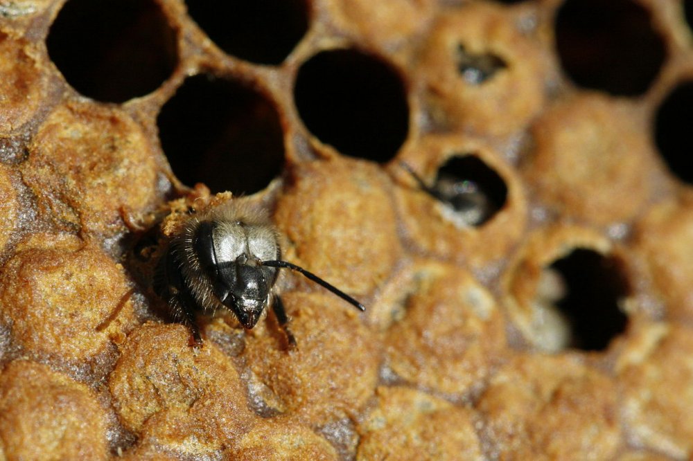 včely v dubnu
