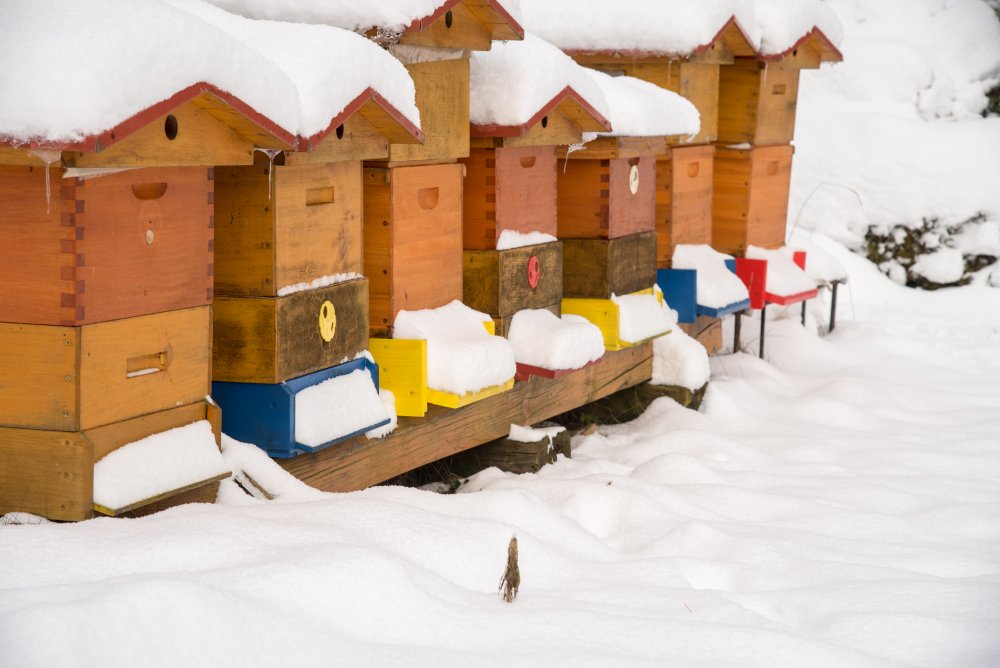 včelí úly pod sněhem