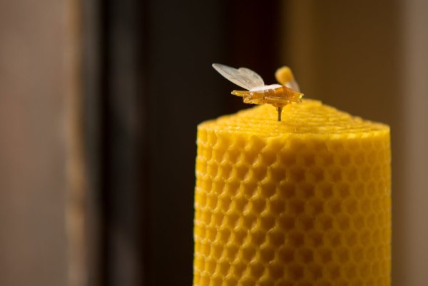 Včela špendlík