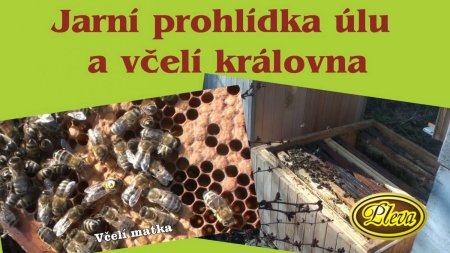 VIDEO: Milan Pleva ukazuje jarní prohlídku včel v Potštejně a včelí královnu