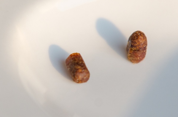Perga - Bienenbrot