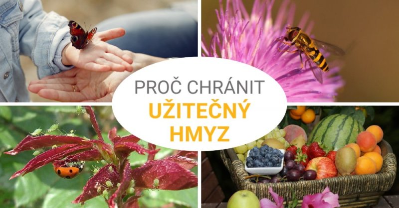 Proč bychom měli chránit včely a hmyz
