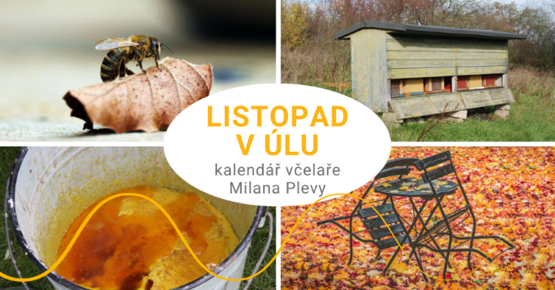 Kalendář včelaře Milana Plevy: listopad v úlu - včelky se shlukují do chomáče