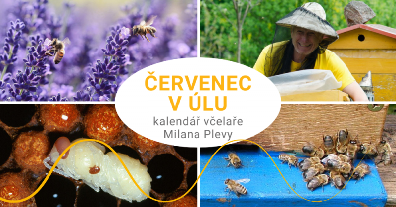 Kalendář včelaře Milana Plevy: červenec v úlu: nejaktivnější období pro včelky