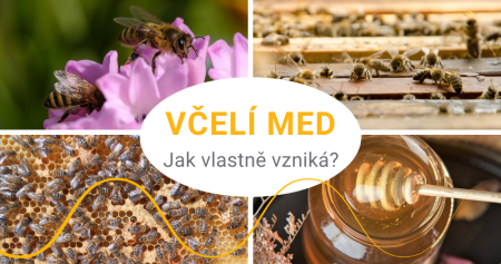 Jak včely vyrábějí med? Kde vzniká?