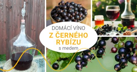 Recept na domácí víno z černého rybízu s medem