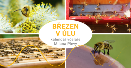 CZ včely v úlu