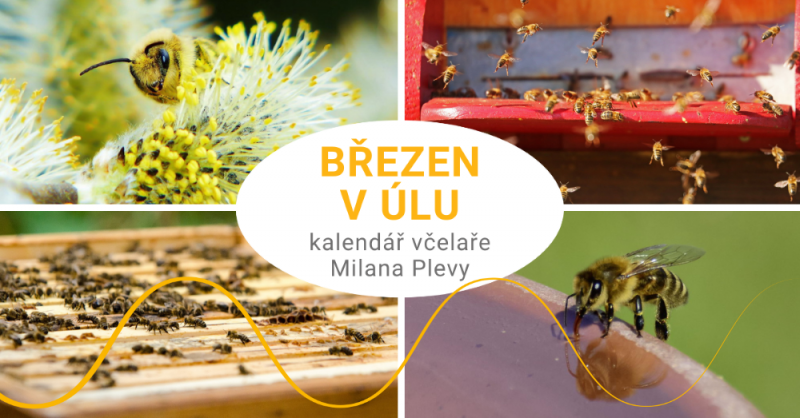 Kalendář včelaře Milana Plevy: březen v úlu - první jarní prolet včelek