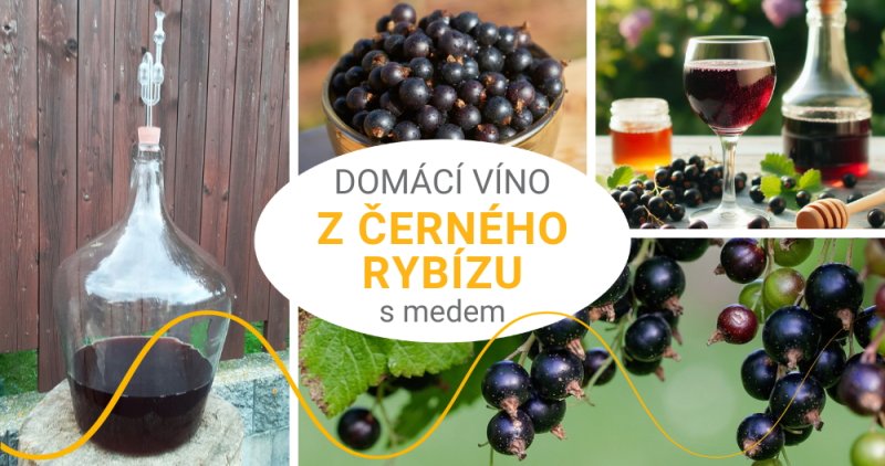 Recept na domácí víno z černého rybízu s medem