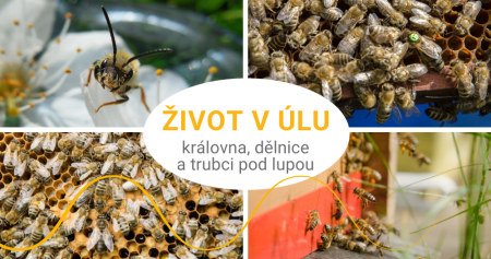 Jak to chodí v úlu: královna, dělnice a trubci pod lupou