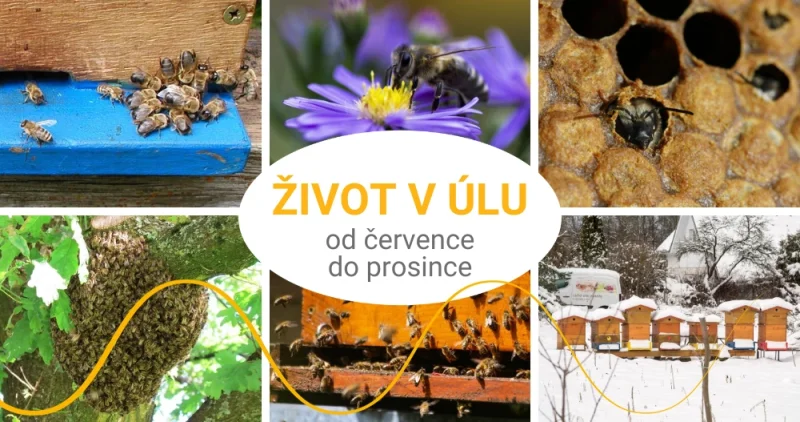 Co dělají včelky od července do konce roku?