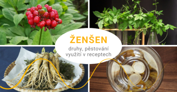 Ženšen - druhy, pěstování, využití v receptech