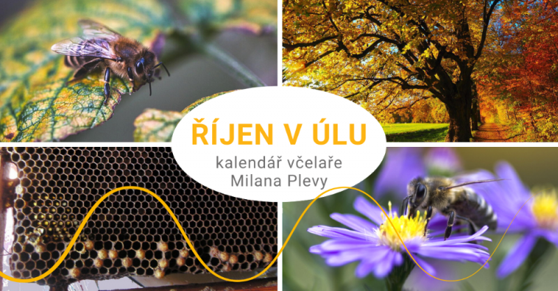 Kalendář včelaře Milana Plevy: říjen v úlu - přípravy na zimu jsou v plném proudu