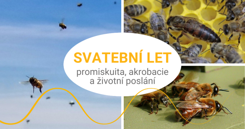 Promiskuita i akrobacie svatebního letu královny