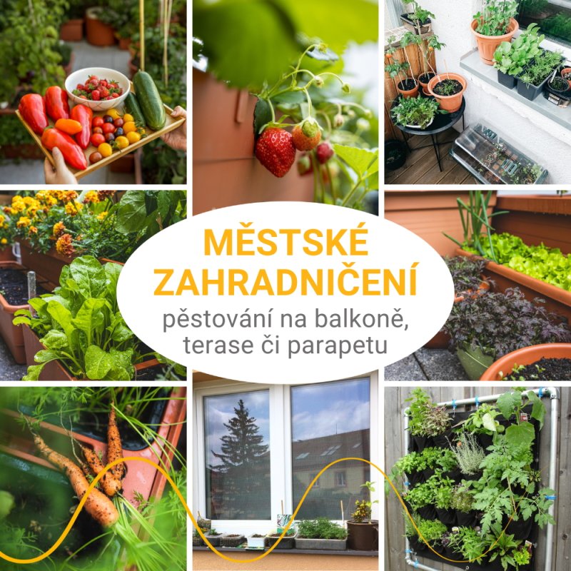 Městské zahradničení - tipy pro vlastní čerstvou úrodu