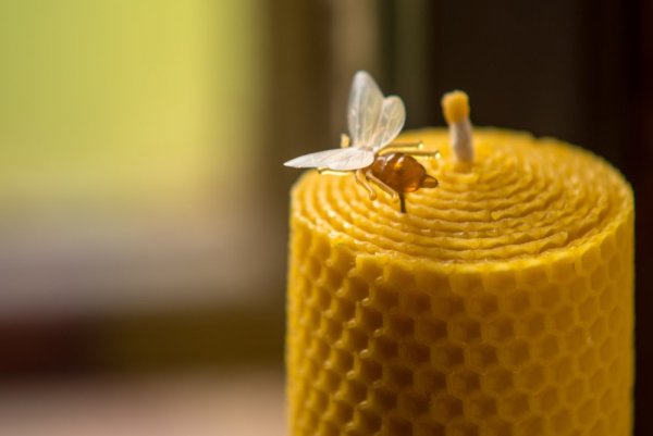 Včela špendlík