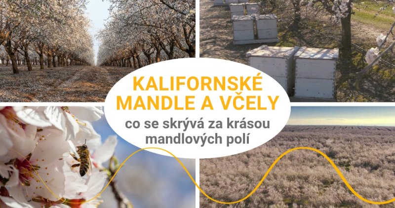 Proč jsou mandle z Kalifornie problematické ekologicky i eticky?