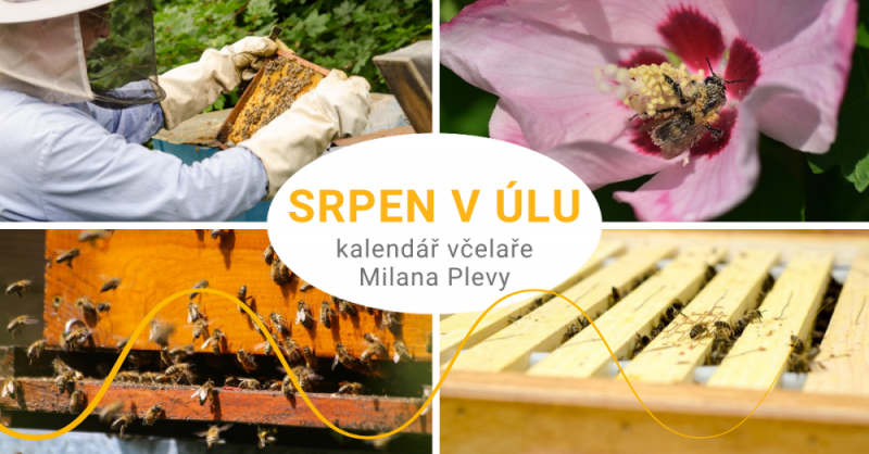 Kalendář včelaře Milana Plevy: srpen v úlu - pozor na lupiče a slídily!