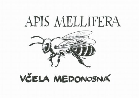 VIDEO: O včelách v cyklu NEZkreslená věda