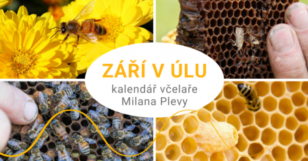 Kalendář včelaře Milana Plevy: září v úlu - nastává klidnější období